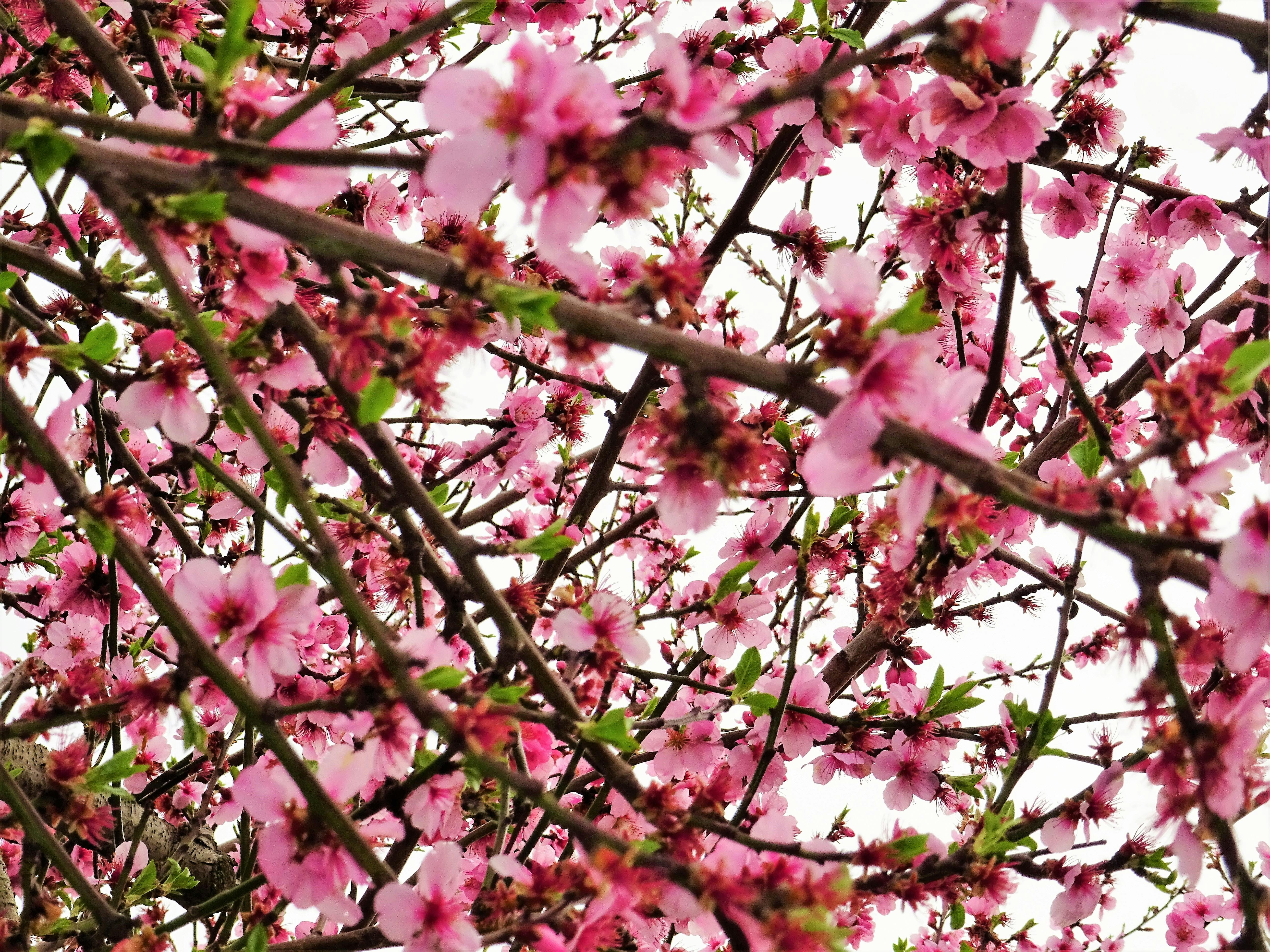 树枝上充满活力的樱花在天空映衬下格外醒目