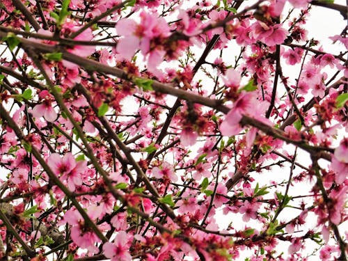 Foto Van Cherry Blossom Flowers