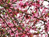 树枝上充满活力的樱花在天空映衬下格外醒目