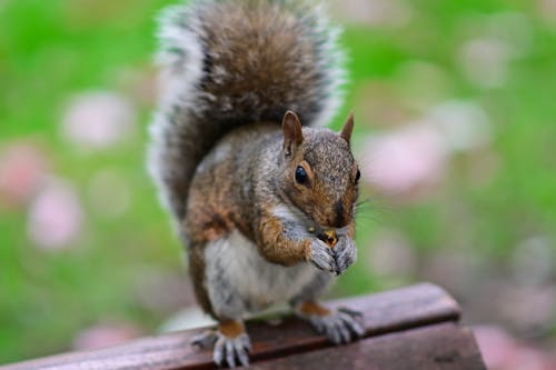 A Squirrel Eating in Close-Up Photography
