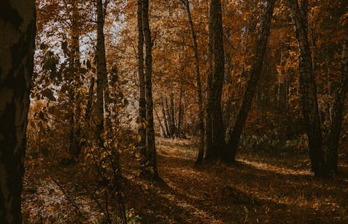 Безкоштовне стокове фото на тему «atmosfera de outono, кольори осені, осіннє листя»
