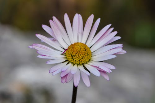 Free Close-Up Photograph of a Daisy Flower Stock Photo