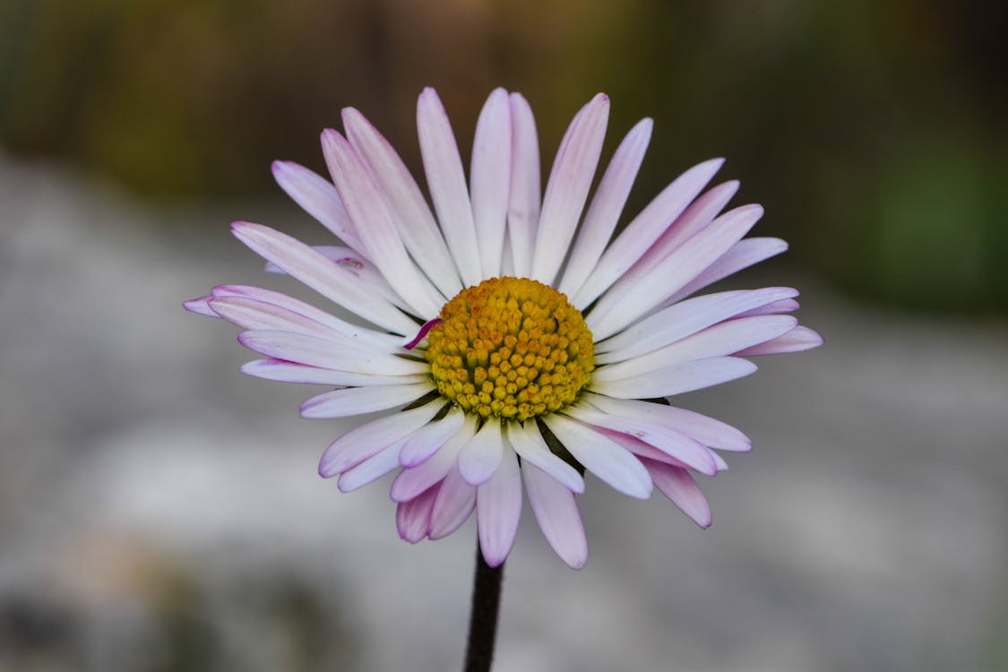 Close-Up Photograph of a Daisy Flower