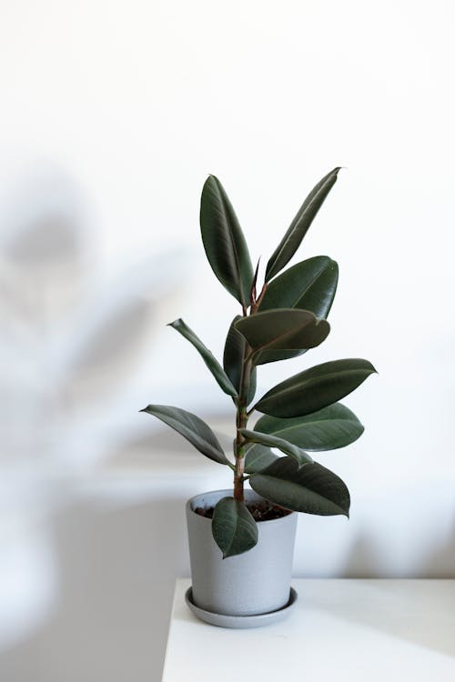 An Indoor Plant in a White Pot on a White Table