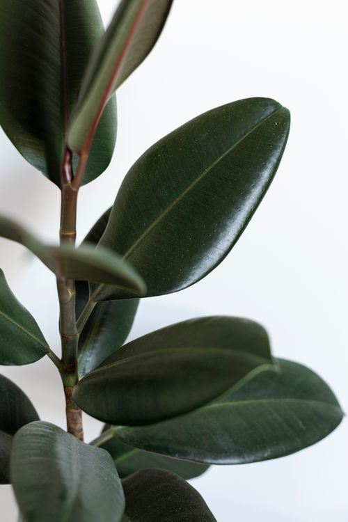 Free Macro shot of ficus elastica plant with dark green leaves against a bright background. Stock Photo