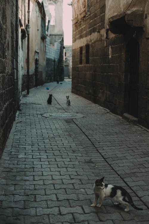 Free Cats in the Alley Stock Photo