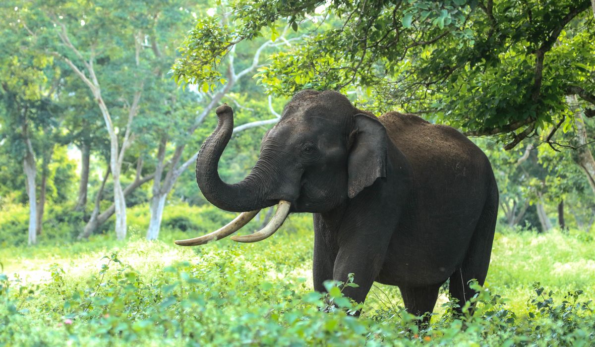 One-horned rhinoceros in the grasslands of Chitwan National Park