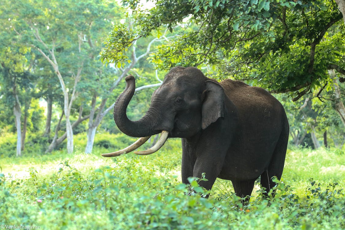 Free Black Elephant Near Trees Stock Photo