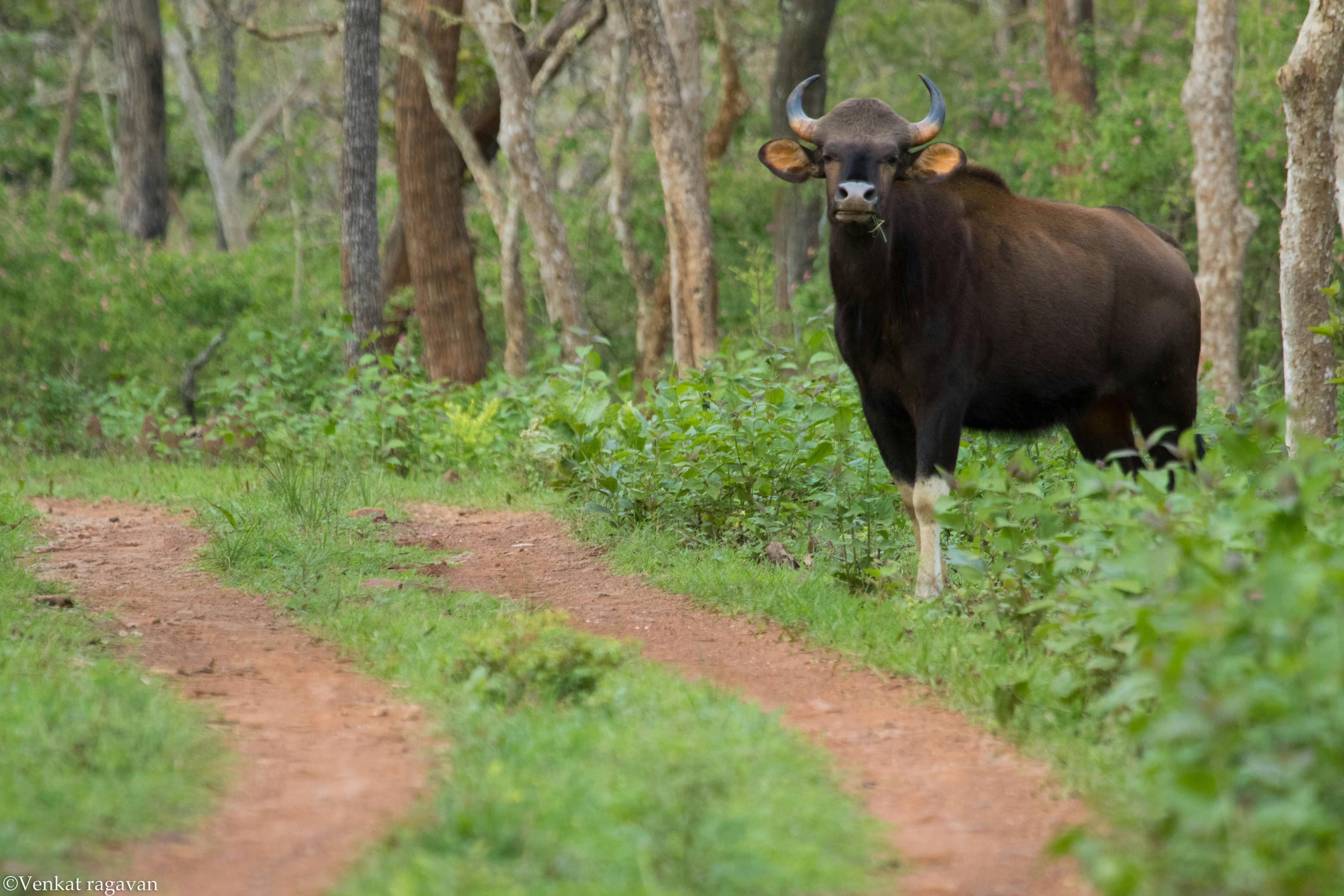 Foto Stok Gratis Tentang Banteng Binatang Bison