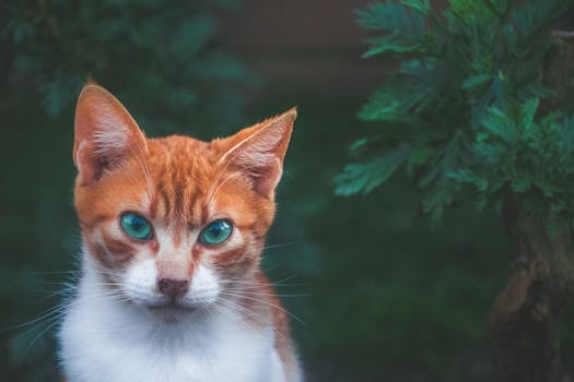 一只姜白色的猫特写镜头中，绿眼睛引人注目，周围环绕着绿色植物