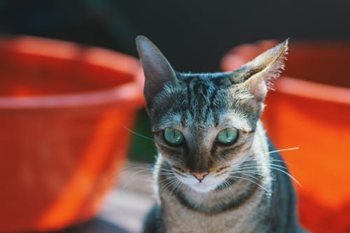 Free Close-up Photography of Brown Cat Stock Photo