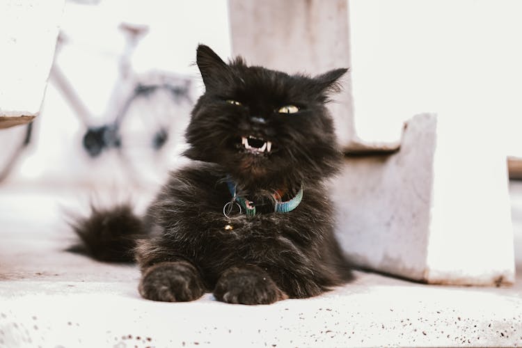 A Black Long Haired Angry Cat With Blue Collar