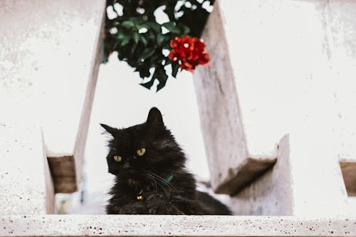 Photograph of a Black Cat Near a Red Flower
