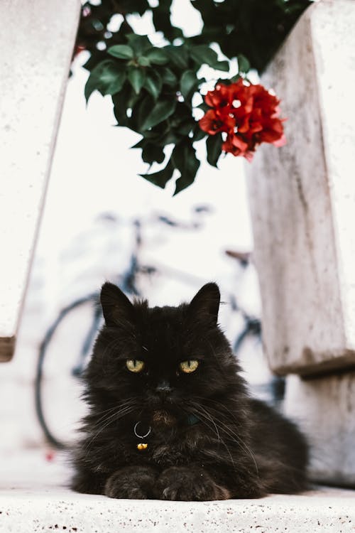 Free Close-Up Shot of a Black Domestic Long-Haired Cat Lying on the Floor Stock Photo