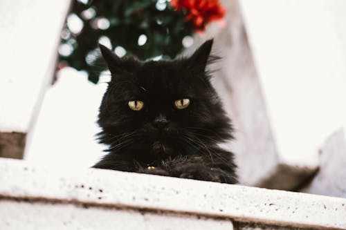 Free Close-Up Shot of a Black Domestic Long-Haired Cat Stock Photo