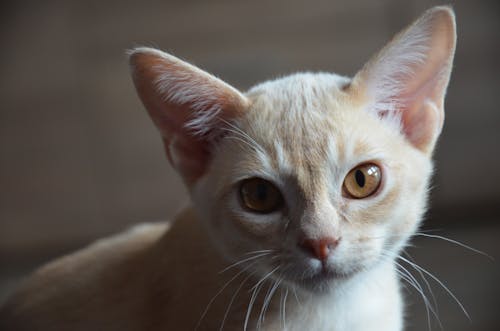 Close-Up Shot of a Cute Kitten