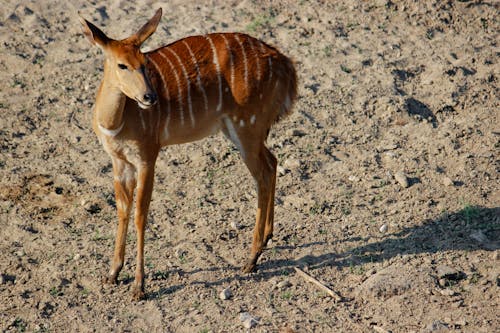 Free Close-Up Shot of a Bongo Antelope Stock Photo