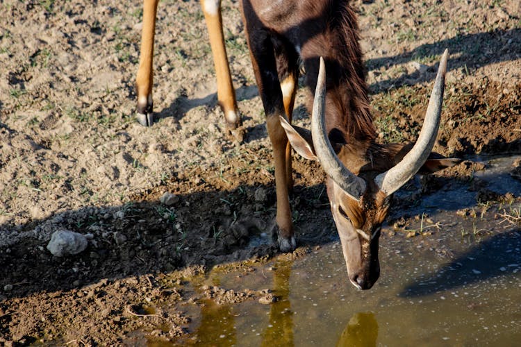 Close Up Photo Of Nyala