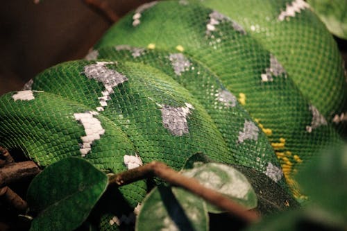 Green and White Snake on Brown Tree Branch