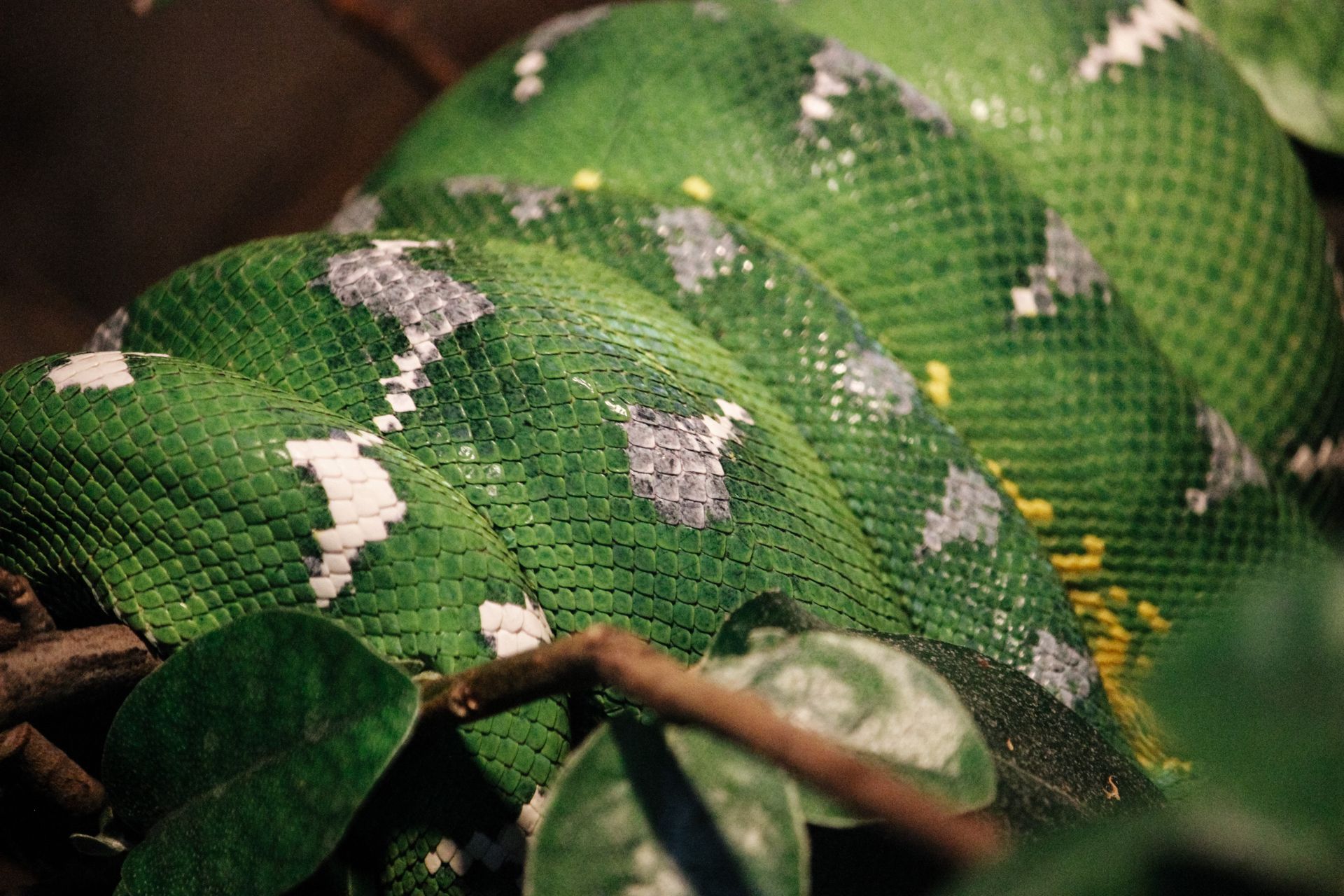 A Snake Wrapped on the Tree Branch