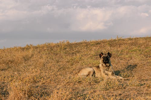 kangal牧羊犬, 動物, 哺乳動物 的 免費圖庫相片
