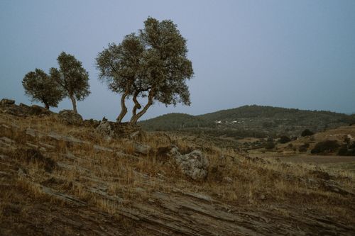 Free A serene hillside landscape with olive trees under a soft evening sky, capturing rural tranquility and natural beauty. Stock Photo