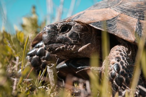 Free Detailed close-up of a tortoise in grass, showcasing its textured shell and natural environment. Stock Photo
