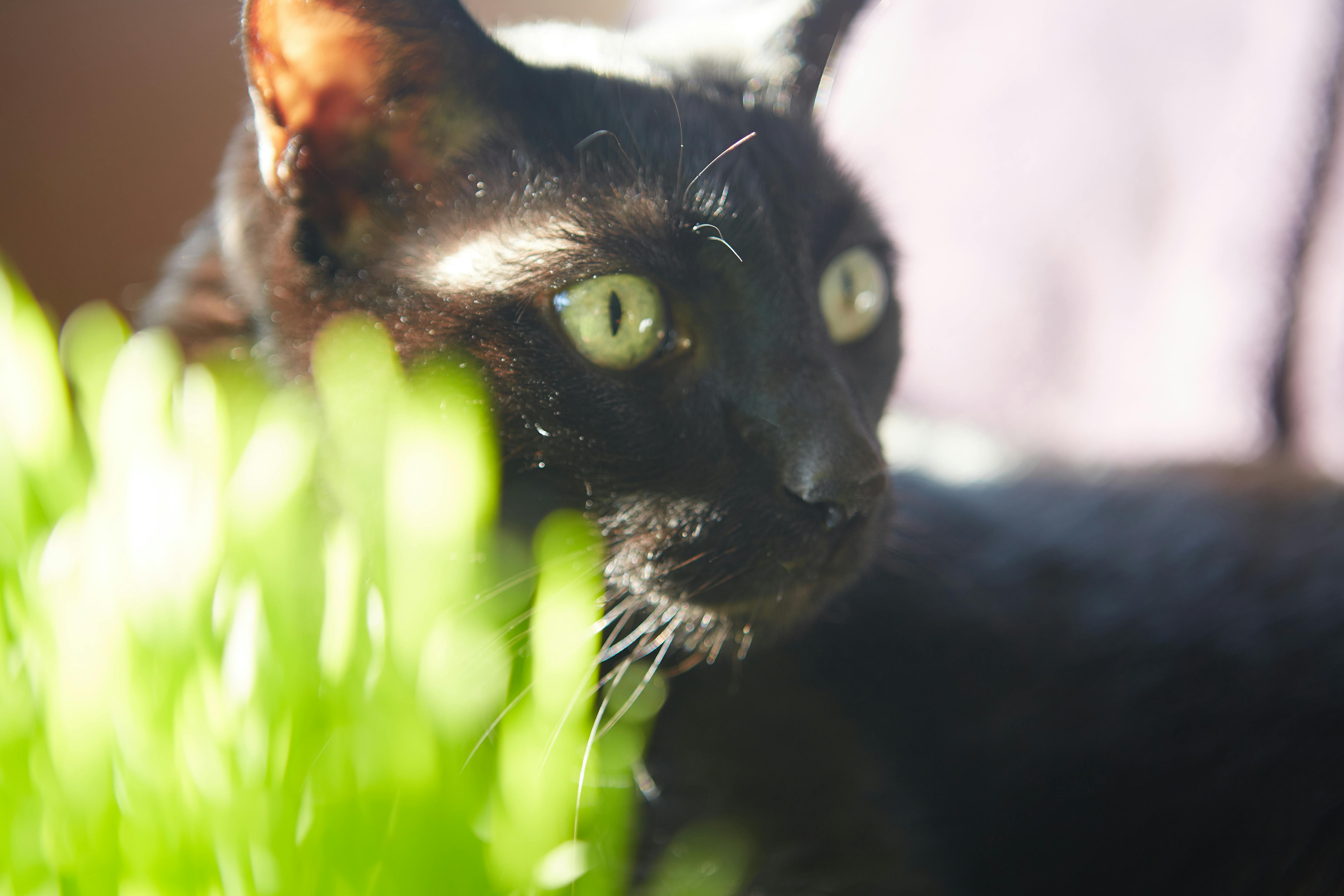 Free stock photo of big cat, big eyes, black cat