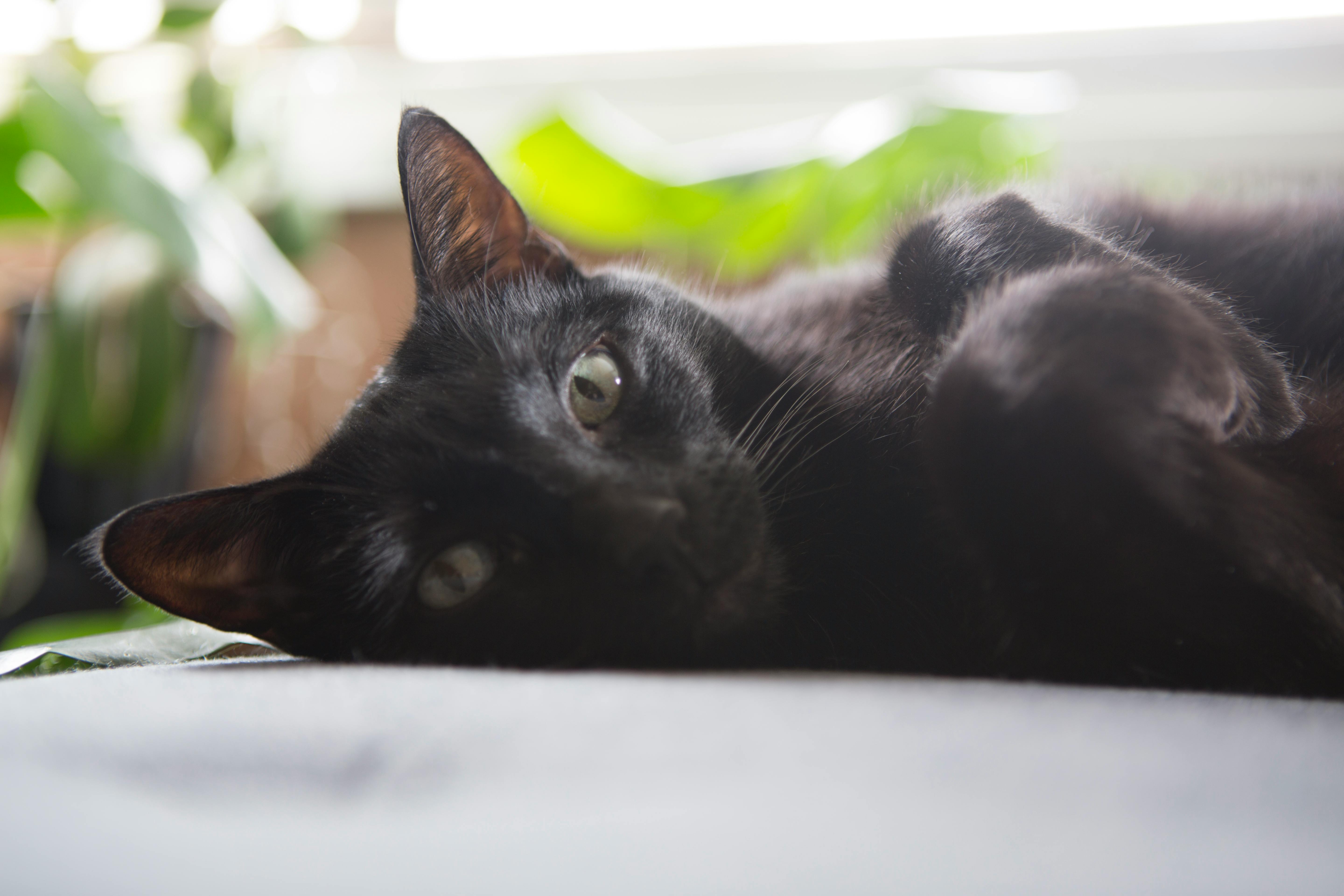 Free Stock Photo Of Big Eyes Black Cat Cat