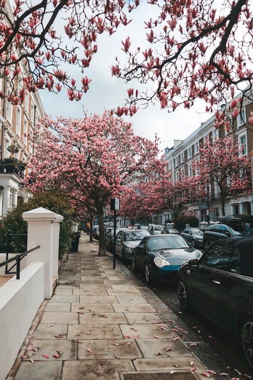 Free Cars Parked on Sidewalk Near Magnolia Trees in Bloom Stock Photo