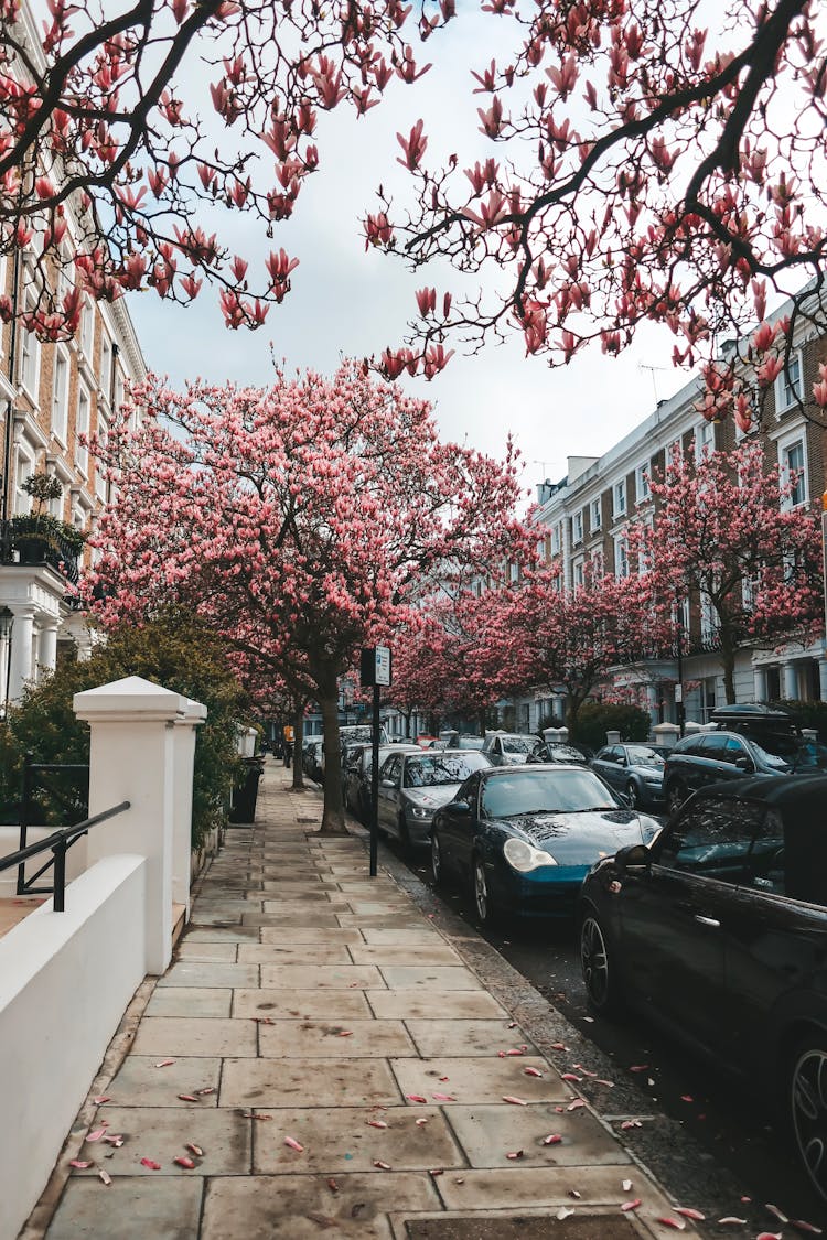 Cars Parked On Sidewalk Near Magnolia Trees In Bloom