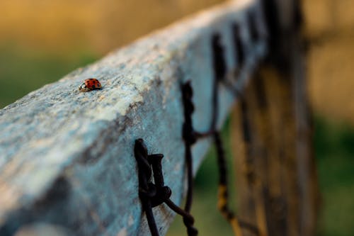A Ladybug on the Wooden Railing