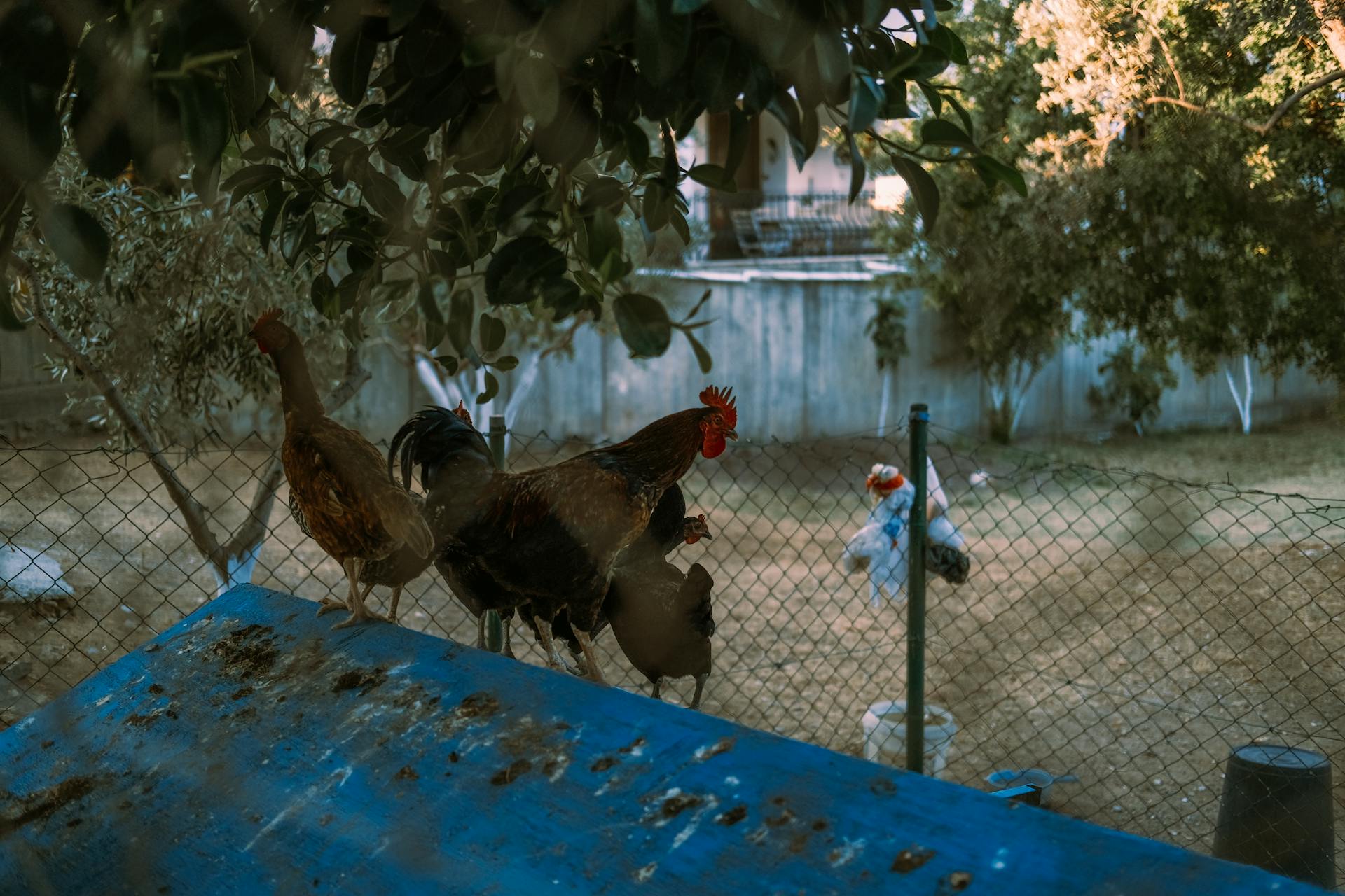 Roosters and chickens in a fenced backyard farm under tree shade.