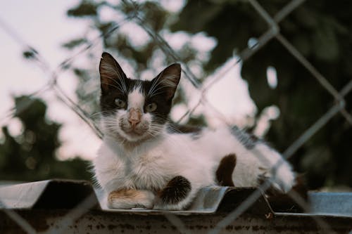 Close-Up Shot of a Cat