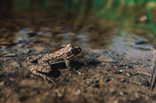 Free Close-Up Shot of a Brown Frog Stock Photo