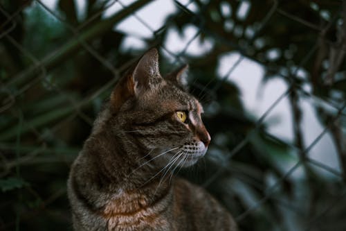 Close-Up Shot of a Tabby Cat