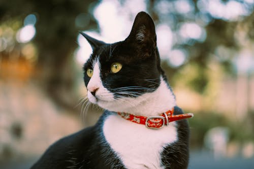 Close Up Photo of a Cat