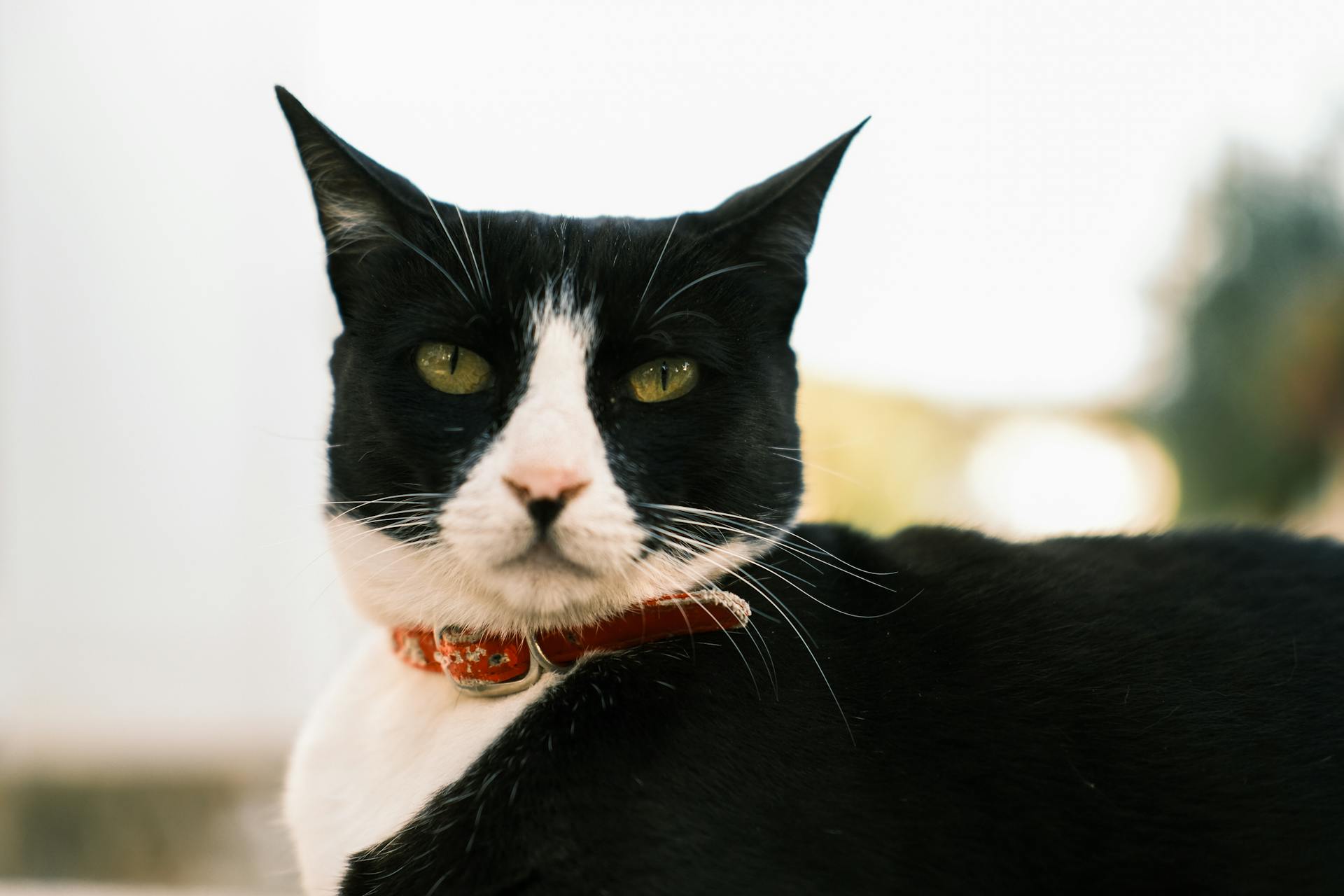 Close-Up Shot of a Tuxedo Cat with Red Collar