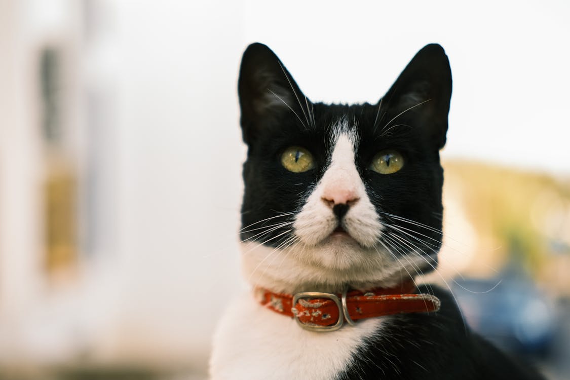 A Cat with Leather Leash