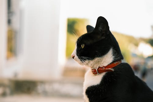 Cat with Collar in Close Up Photography