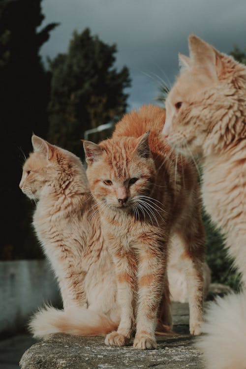 Darmowe zdjęcie z galerii z fotografia zwierząt domowych, koci, koty