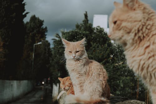 Základová fotografie zdarma na téma chlupatý, kočkovití, kočky