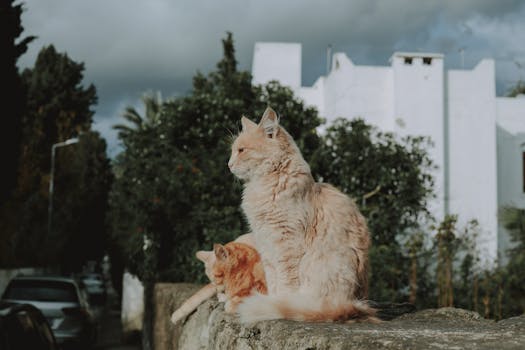 Cats on Concrete Fence