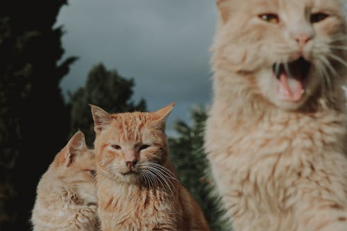 Free Close-Up Shot of Orange Domestic Cats Stock Photo