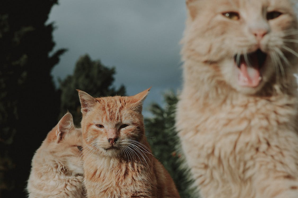 Close-Up Shot of Orange Domestic Cats