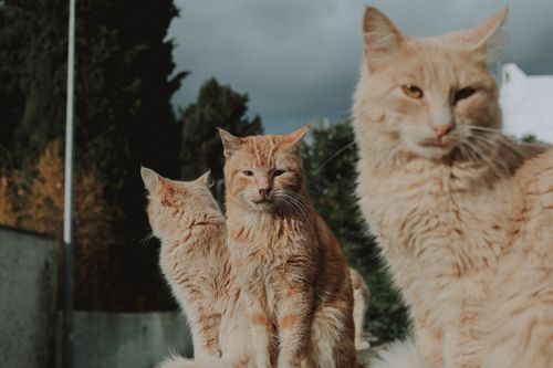 Free Three ginger cats bask in the daylight outdoors, exuding charm and grace. Stock Photo
