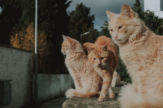 Three ginger cats lounging on a wall in an outdoor setting under moody skies.