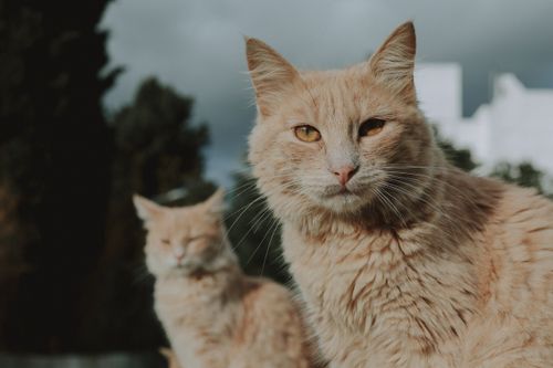 Free Two ginger cats with soft fur and whiskers enjoy a sunny day outdoors, creating a serene feline portrait. Stock Photo