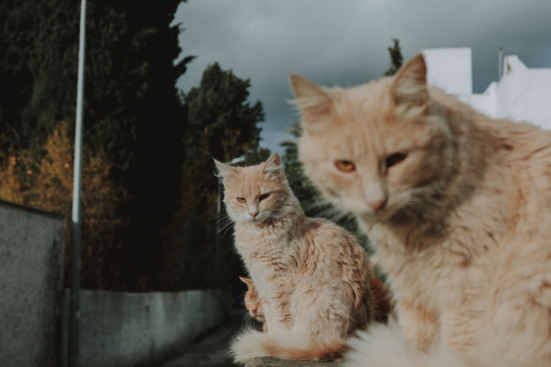 Best Cat Trees for Multiple Cats (2026)
