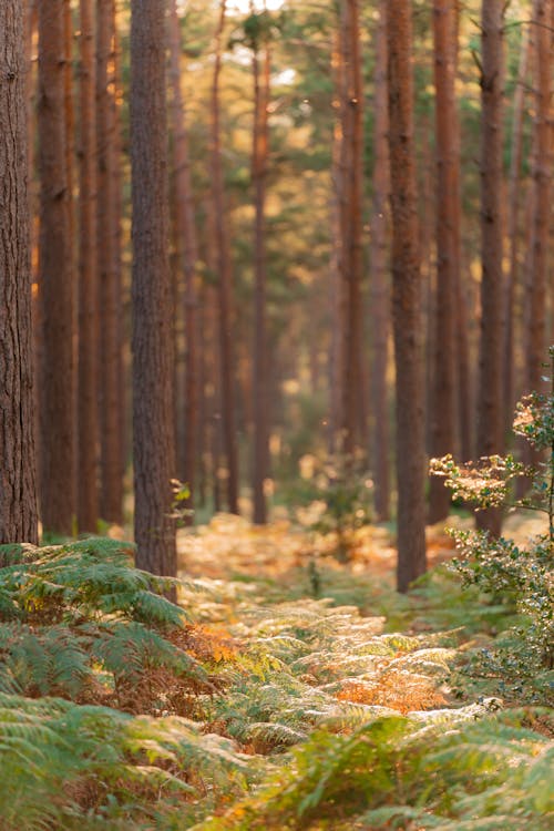 Sunlight in the woods